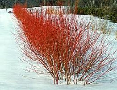 Winter hedge