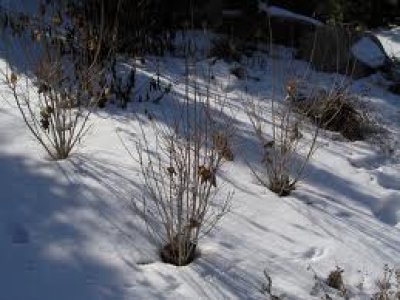 Winter plants
