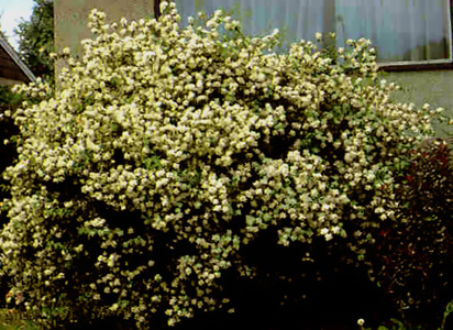 Mockorange (Blizzard)