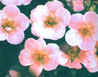Pink Blossoms