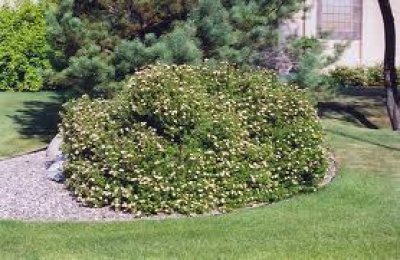 Large Blooming plant