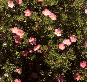 Potentilla Pink