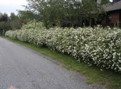 Hedge