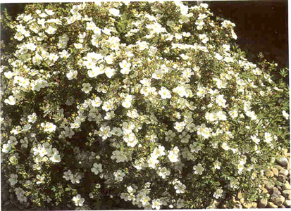 Potentilla (Abbotswood)