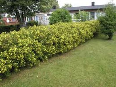 Hedge