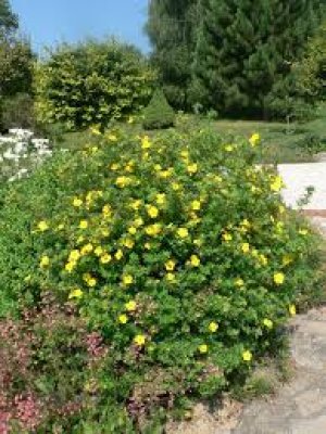 Single Plant in Bloom