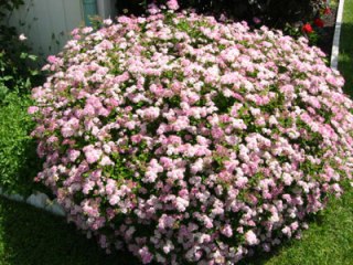 Spirea Little Princess