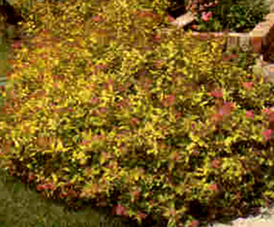Spirea Goldmound