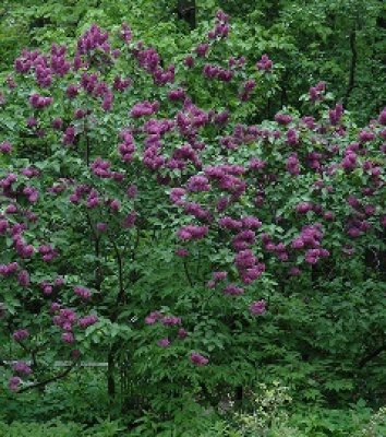 Mature tree in Bloom