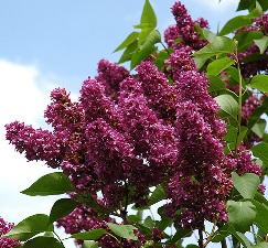 The amazing colour of Charles Joly Flower Buds