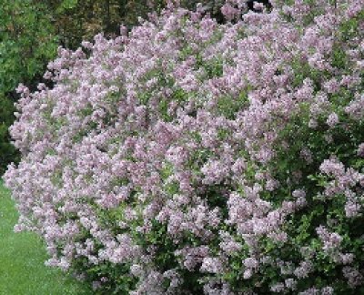 Mature Tree in Full Bloom