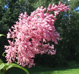  James Mcfarlane Flower