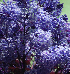 Preston Lilacs - Nocturne