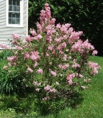Juvenile Plant in Bloom