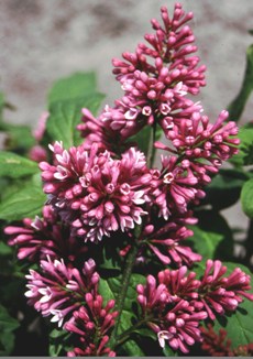 Red Wine Flower Buds