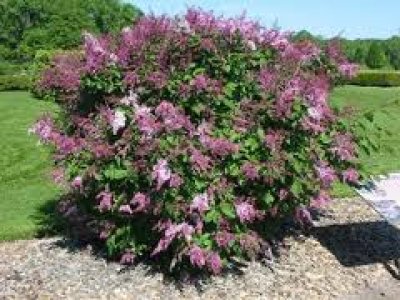 Mature plant in Bloom