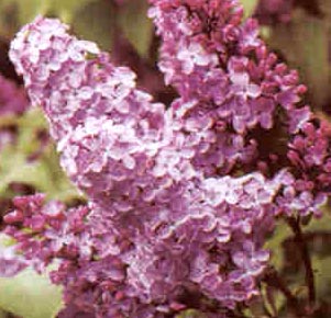 Common Lilac