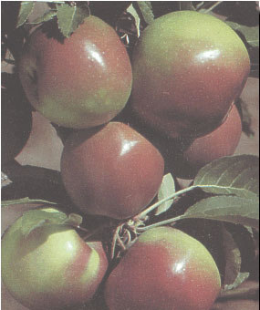 Parkland Apples