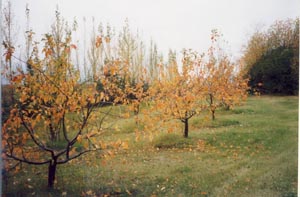 Goodland In The Fall