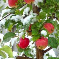 Snowy Apples