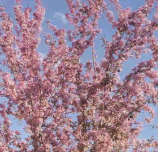 Flowering Strathmore Crab