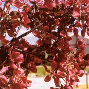 Thunderchild Flowering Crab 