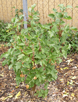 Little Alpine Currant