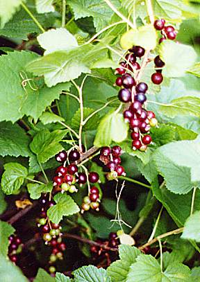 Black Currant