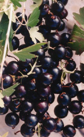 Buffalo Currants