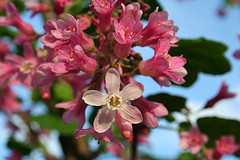Red Currant Blossoms