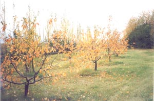Battleford Tree In The Fall