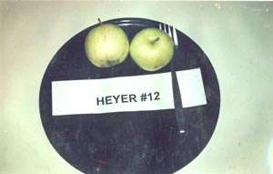 Hayer Apples