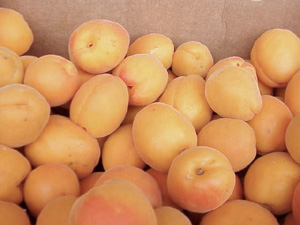 Apricots