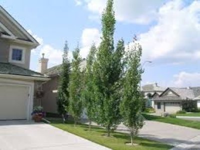 Swedish Aspens along the driveway