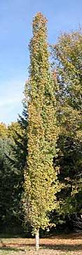 Swedish aspen Tree