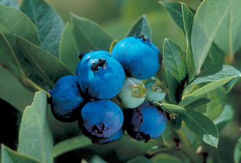 Blueberries