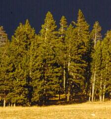 Lodgepole Pine Tree