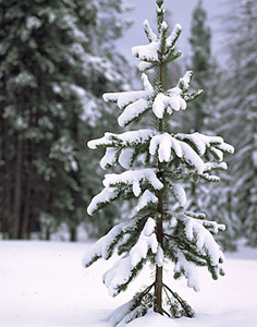 Small Wintering Lodgepole Pine
