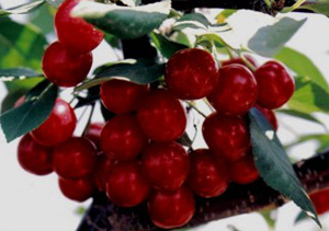 The Cherries