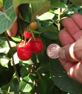 Nickel Sized Cherries