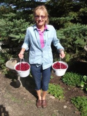 Two Pails from one 3 year oldbush