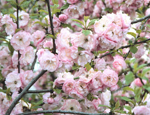 Double Flowering Plum