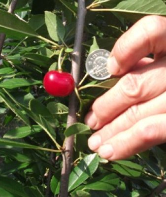 Size of Cherry