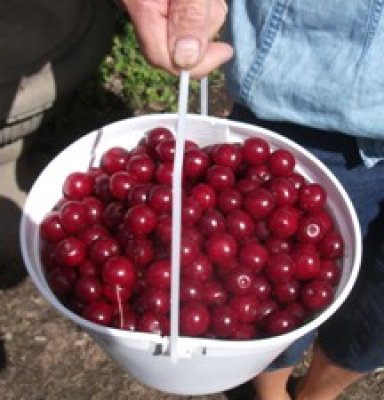 One pail from a single bush