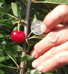 Julliet Cherry