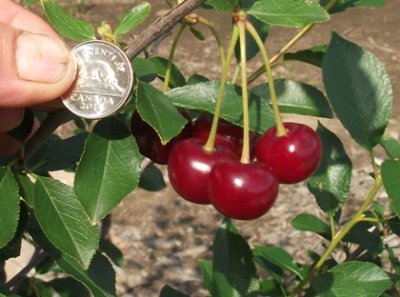 Size of Cherry