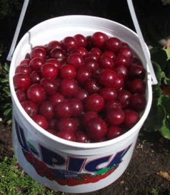 One pail of cherries from a single bush