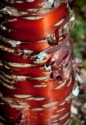 Ming  Cherry Tree Bark