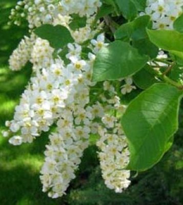 May Trees’s Instagram, Twitter & Facebook on IDCrawl