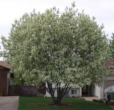 Mayday Tree in full blossom